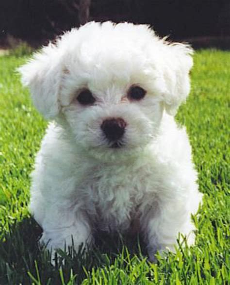 Bichon Frise .